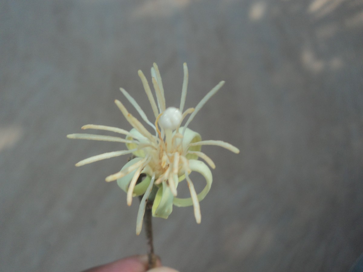 Alangium salviifolium (L.f.) Wangerin